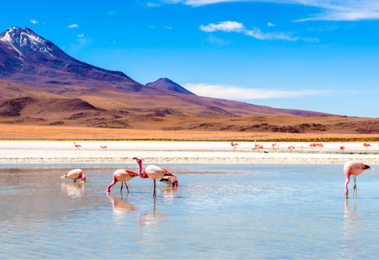 shutterstock_1478241260 (1)